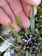 Carmichaelia astonii, photograph (c) Benjamin Lavin, some rights reserved (CC BY)
