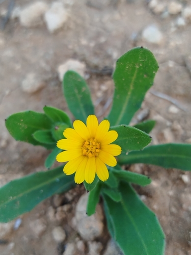 field marigold