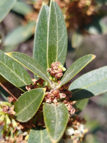 Narrow-leaved mock privet