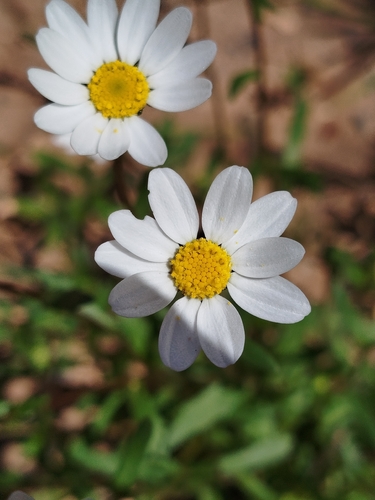 mini-marguerite