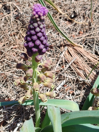Tassel Hyacinth