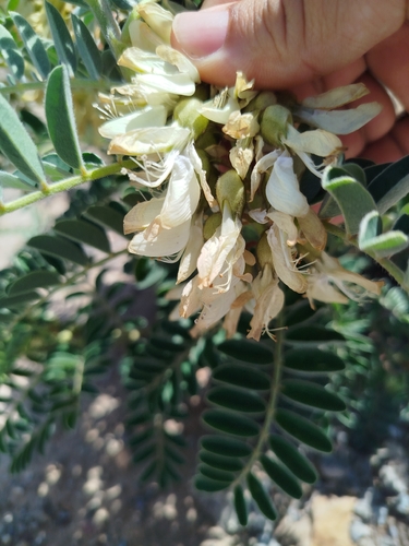 Erophaca baetica baetica
