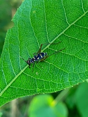 Phylloscyrtus amoenus