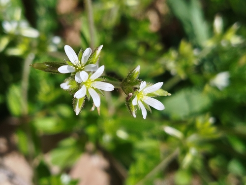 Sticky mouse-ear chickweed