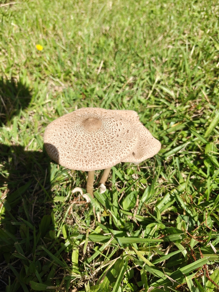 Macrolepiota clelandii · April 2026 · photo: © mstirling (iNaturalist, cc-by)