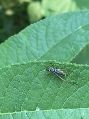 Phylloscyrtus amoenus