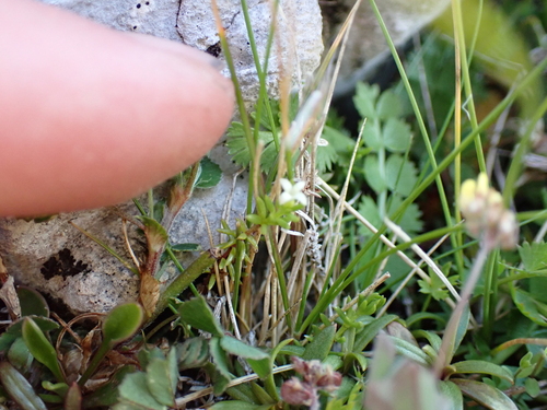 Dwarf Bedstraw (Galium perpusillum)