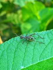 Phylloscyrtus amoenus