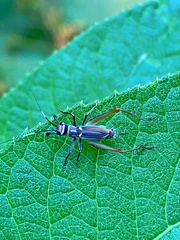 Phylloscyrtus amoenus
