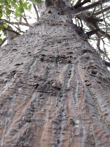 Erythrina velutina, photograph 5