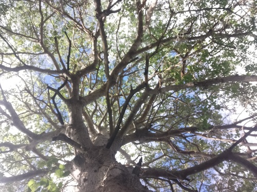 Erythrina velutina, photograph 6