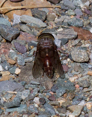 Tabanus catenatus