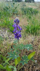 Lupinus succulentus
