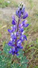 Lupinus succulentus