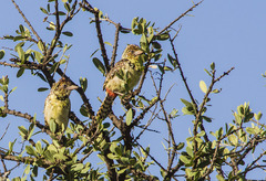 Trachyphonus darnaudii