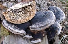 Trametes warnieri