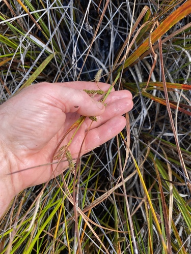 Carex coriacea observed 2026-04-01
