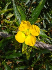 Ludwigia elegans