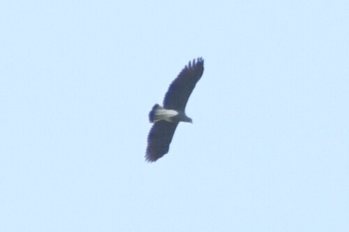Lesser Fish Eagle (Icthyophaga humilis), photo 9