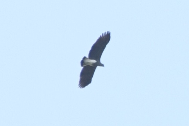 Lesser Fish Eagle (Icthyophaga humilis), photo 9