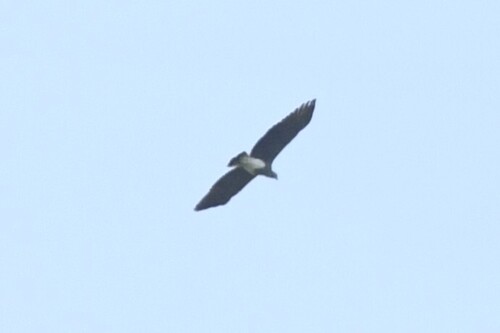 Lesser Fish Eagle (Icthyophaga humilis), photo 10