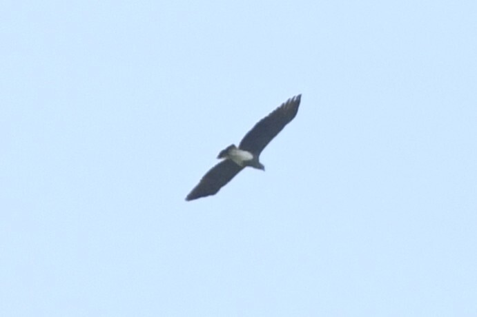 Lesser Fish Eagle (Icthyophaga humilis), photo 10