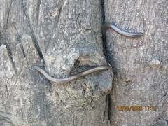 Black Blind Snake photo 2