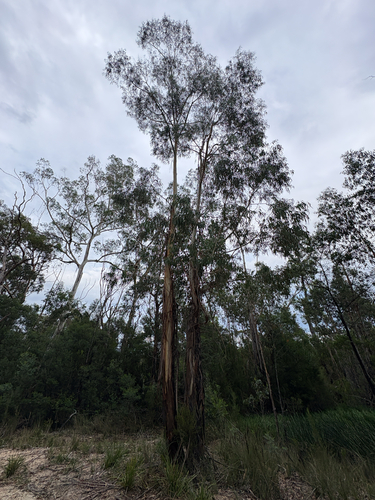 Eucalyptus elata, photograph 2