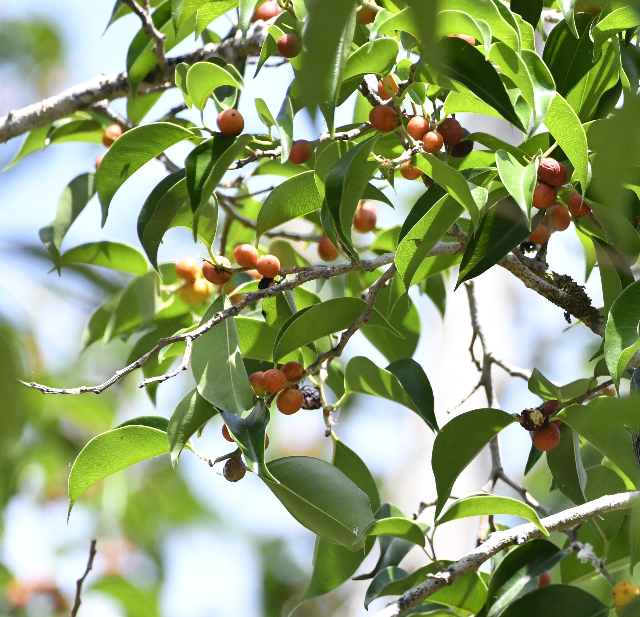 Weeping Fig (Ficus benjamina)