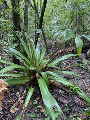 Androlepis skinneri