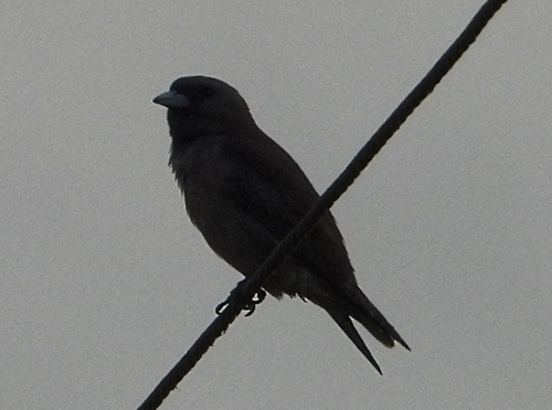 Ashy Woodswallow