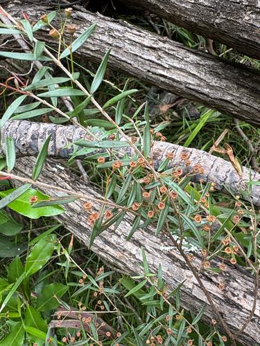 Sannantha pluriflora, photograph 2