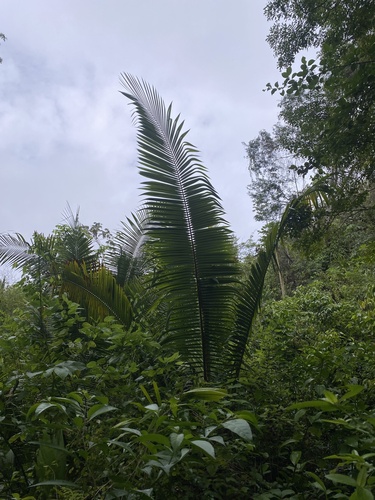 Attalea cohune, photograph 4