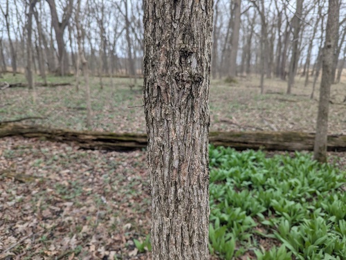 Rock Elm (Ulmus thomasii)