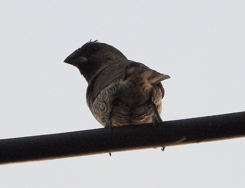 Scaly-breasted Munia