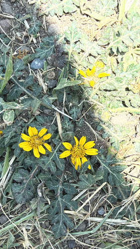 Dugesia mexicana