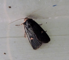 Proteuxoa cinereicollis