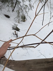 Aurantioporthe corni