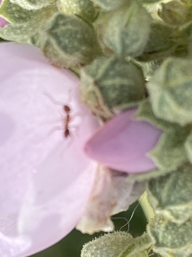 iNaturalist observation photo of Argentine Ant