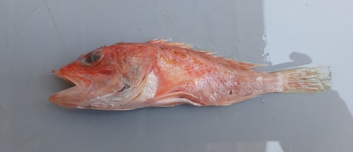 Speckled scorpionfish (Pontinus sierra) — Scorpaenidae — 2