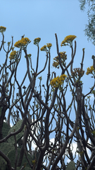 Pittocaulon praecox, photograph (c) nebrooks, some rights reserved (CC BY)
