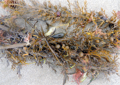 Carpophyllum plumosum