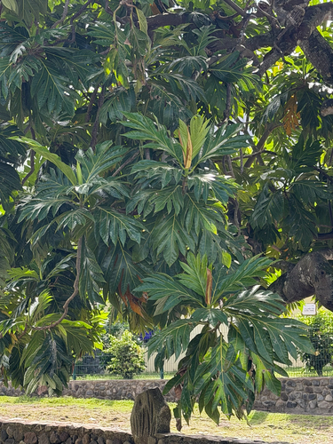 Artocarpus altilis observed 2026-04-01