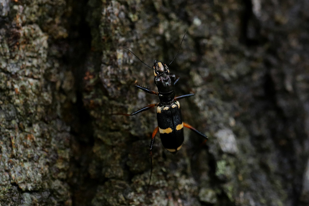 Distipsidera flavipes