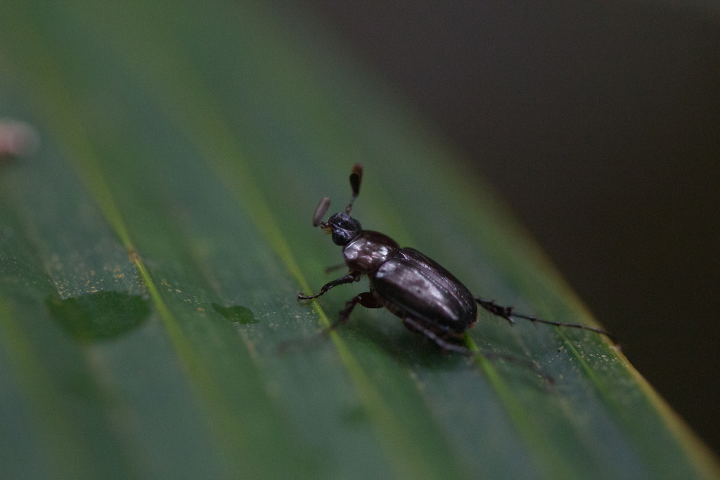 Perissosoma aenescens
