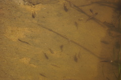 Cyprinodon macularius