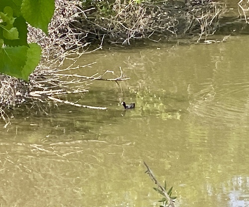 iNaturalist observation photo of American Coot