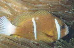 Barrier Reef Anemonefish photo 5