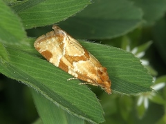 Aethes hartmanniana