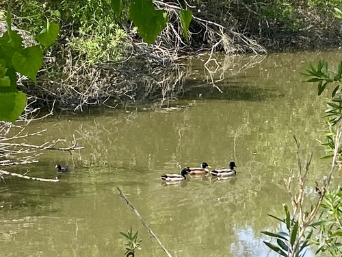 iNaturalist observation photo of Mallard
